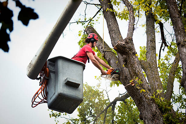 Residential Tree Removal in Hellertown, PA